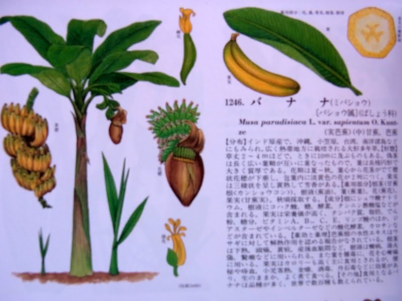 芭蕉の味は、どんな感じ？ - あまり食用にはむいてないようですね。h- Yahoo!知恵袋