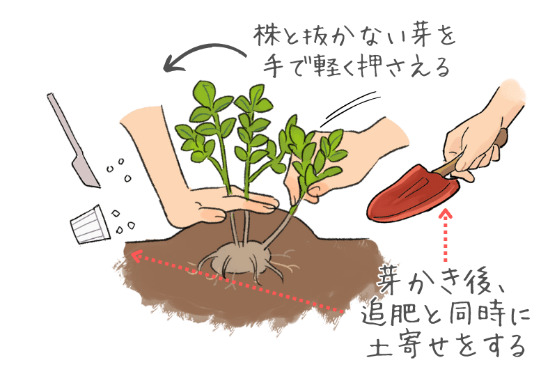 じゃがいもの後に植えるおすすめ野菜5選