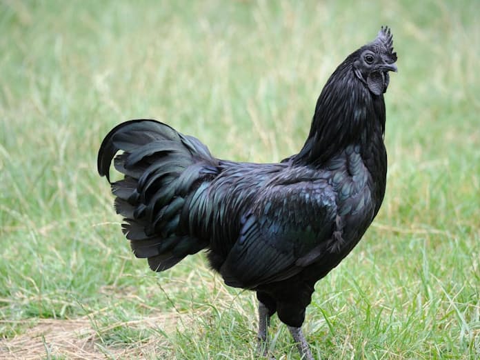 牛肉が黒いのは大丈夫？原因と安全な見分け方