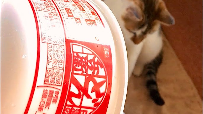 なでなでされるお顔が天使 保護具の代わりにカップ麺の空き容器をつけた猫ちゃんがとっても快適そうねとらぼ