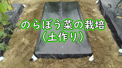 のらぼう菜 太茎多収のコツ編集室からとれたて便