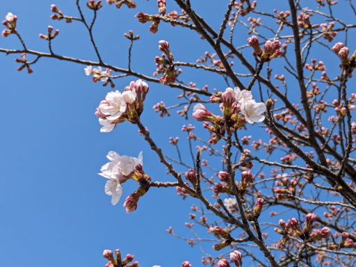 食用菊 - Wikipedia