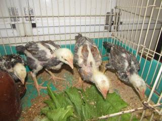 入手困難ドンタオ鶏を常時提供。３層５６０平米の大型店 「ZO SAI GON」