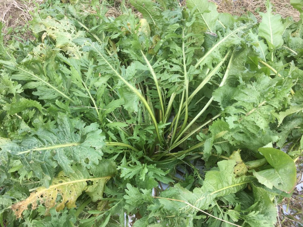 道の駅にしかわに葉とり大根とラディッシュ納品しました 葉とり大根ら失敗大根じゃなくて葉っぱを食べる大根です道の駅にしかわ本坊ファーム