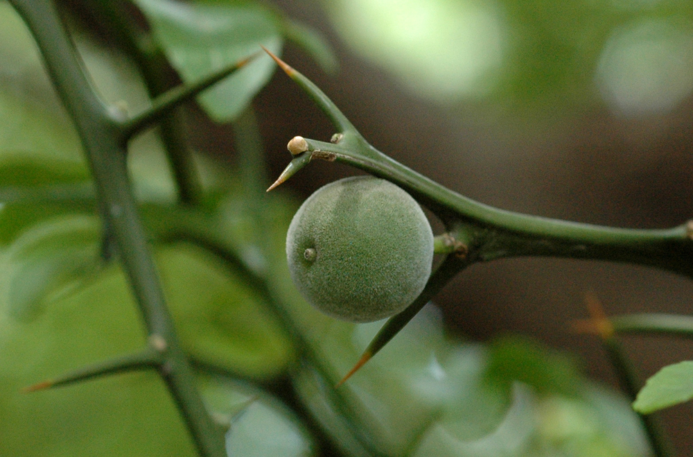 カラタチ - Wikipedia