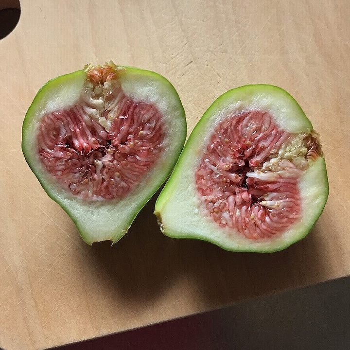 イチジク剪定の方法夏果・秋果で異なる剪定や仕立て方法 - くらしのマーケットマガジン