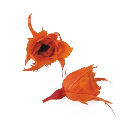 フリー写真画像: オレンジの皮, オレンジ, ビタミン, 甘い, フルーツ, オレンジ, 柑橘類, タンジェリン, 熱帯, マンダリン