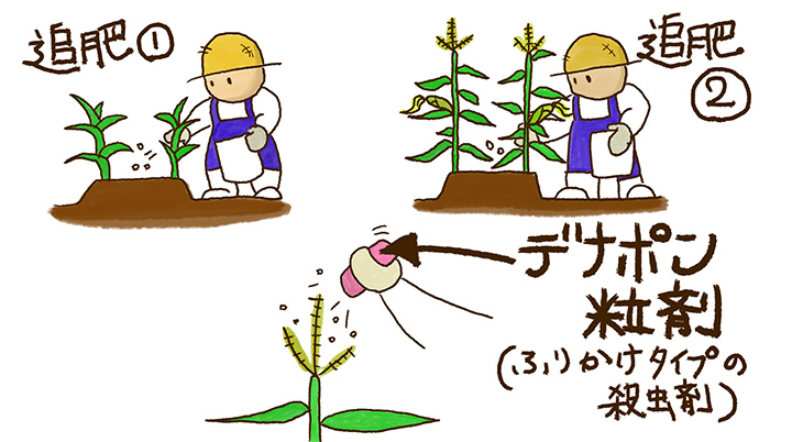 トウモロコシ スイートコーン の育て方・栽培方法失敗しない栽培レッスン 野菜 サカタのタネ 家庭菜園・園芸情報サイト 園芸通信