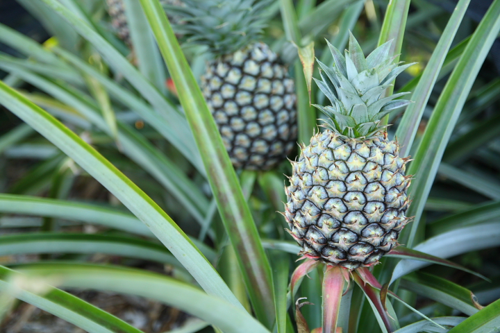 寶 和リキュール「産地めぐり」＜沖縄濃厚パイン＞７２０ＭＬ梅酒・果実酒宝酒造オンラインショップ