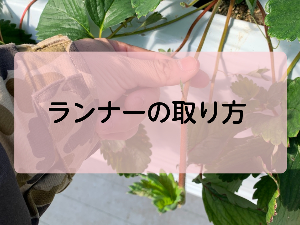 Amazon.co.jp: Atyhao ランナーピン 園芸クリップ 植物サポート いちごランナーピン いちご トレリスクリップ トマトクリップガーデニングクリップ 誘引 植物固定クリップ プラントクリップ イチゴフォーク 固定フォーク DIY 工具 園芸用 支柱 園芸用便利クリップ 園芸用