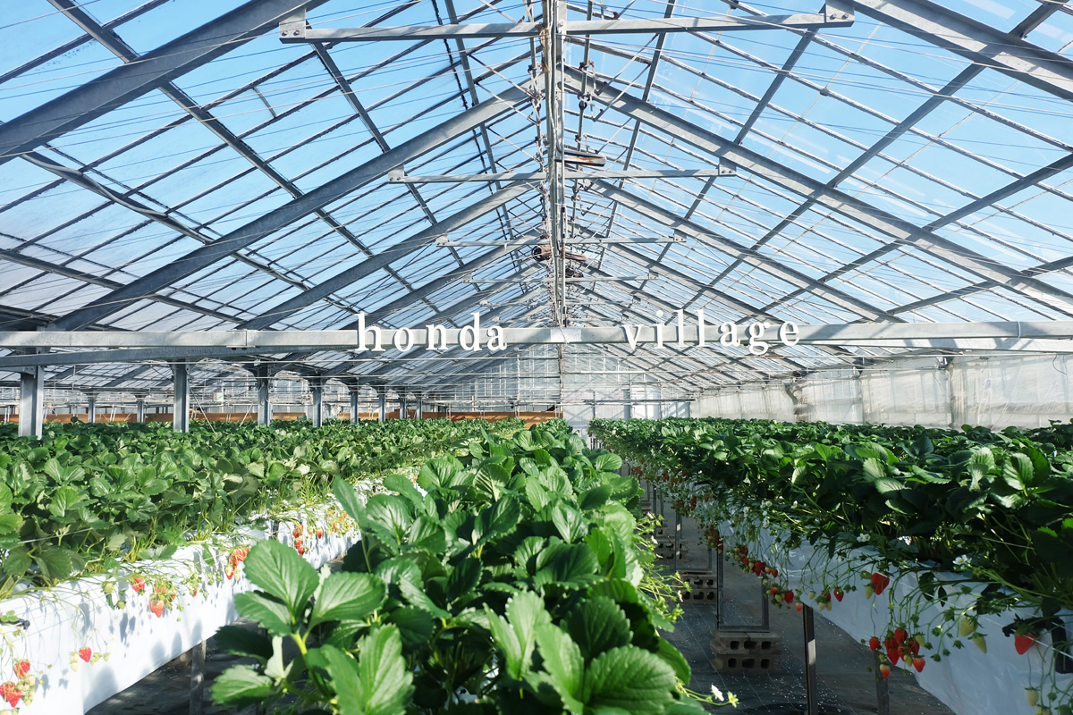 いちご農家が作る ビニールハウスの雑貨屋さん。 古いもの並べるだけで好みの空間に故郷、神戸にてセレクトしてきたもの。縁があって、納品されてきたもの。 全ては僕のお気に入りで構成されている いちごの木△の雑貨たち。 一点物も多数雑貨さん販売