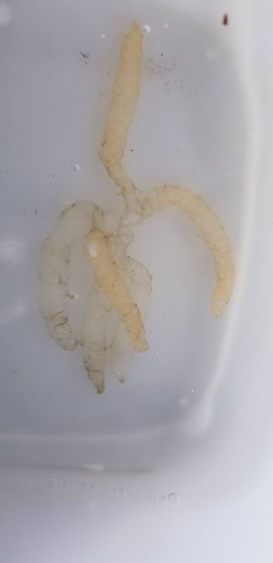 イカを楽しく解剖しながら部位別に美味しく食べる方法」を日本いか連合員が手とり足とり教えます - メシ通ホットペッパーグルメ