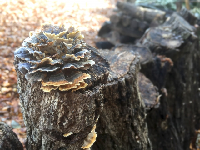 舞茸の袋が二重になっている理由は、なんでだろう。 - どーでも