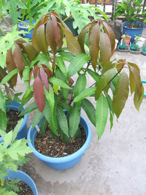 マンゴーを種から育ててみたい！！2021№20そだレポ 栽培レポート byマルルンみんなの趣味の園芸