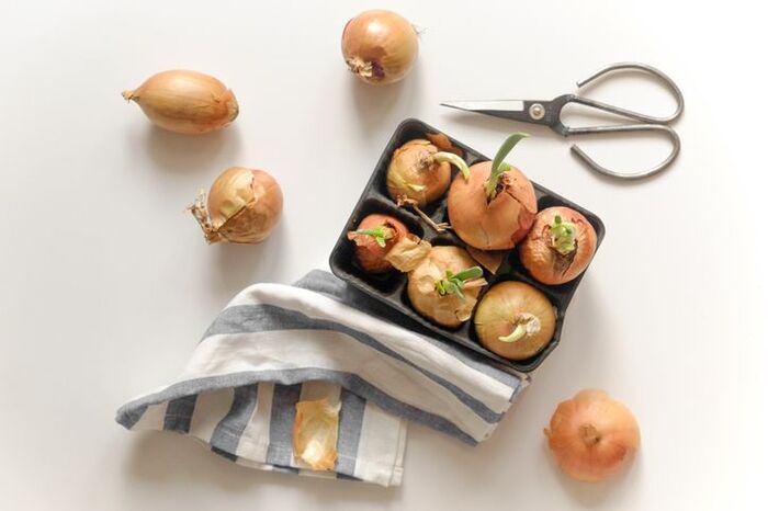 芽が出た玉ねぎは食べられる？芽が出ない方法や対処法も！ 暮らしニスタ