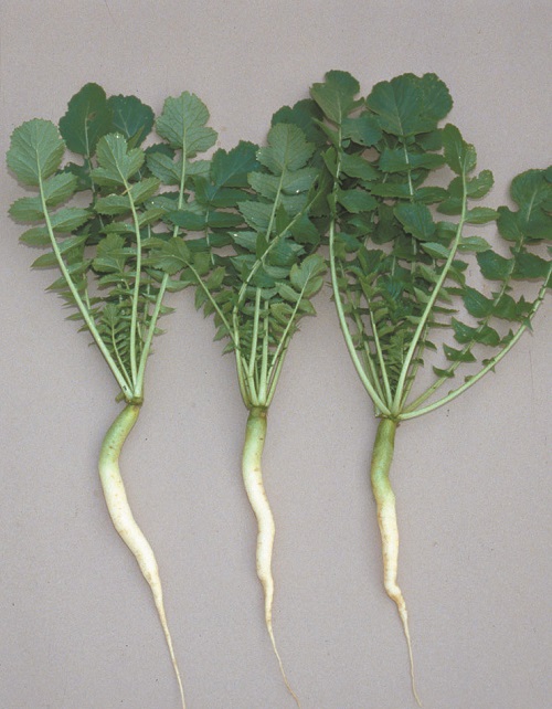 耐病青首総太り 大根株式会社ウタネ