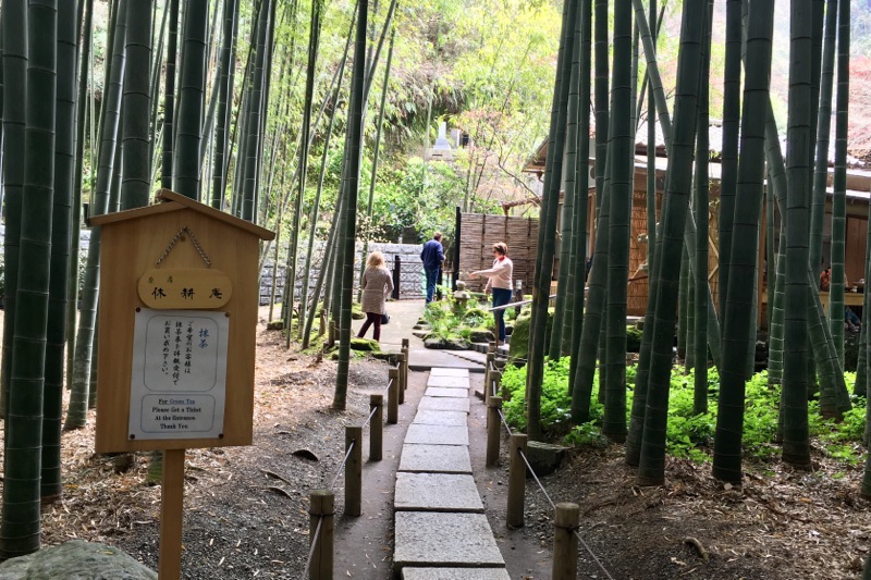 鎌倉で抹茶 桜も美しい！報国寺でお抹茶と三ツ星の竹林を楽しむ。 - 茶活 CHAKATSU