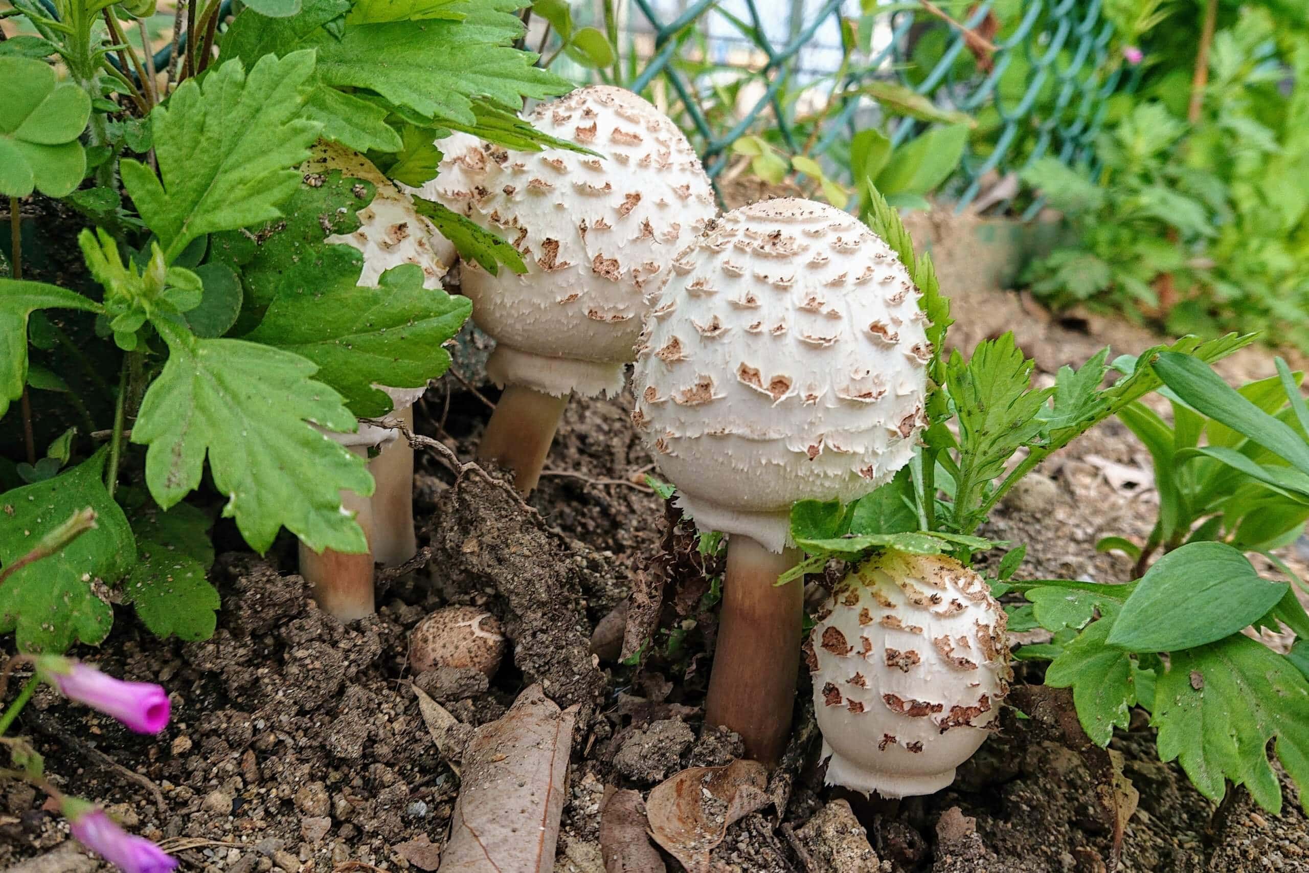 きのこ狩りをするなら毒キノコを知ろう!! 身近な森に普通に生えている猛毒キノコを豊富な写真と共に紹介 健啖隊- エキスパート -Yahoo!ニュース