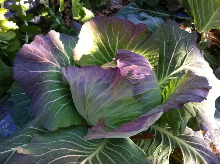 タキイのブロッコリー・カリフラワー栽培マニュアル野菜栽培マニュアル調べるタキイ種苗株式会社