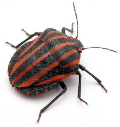 クサギカメムシ鼠狸庵閑話 そりゃあかんわ