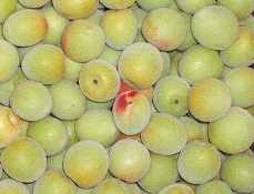 リンゴ酢入り梅シロップ