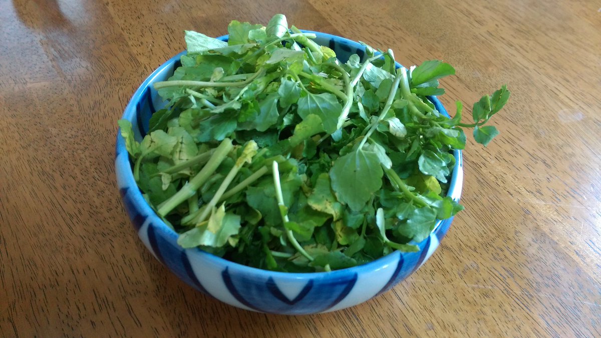 風立ちぬ のカストルプが食べるクレソンサラダのレシピ公開たかお農機店薪販売農機具修理マイヤーレモン通販クレソン通販