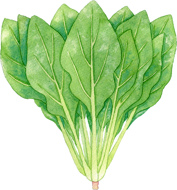 ほうれん草の品種一覧 定番品種&栽培しやすい新品種まとめ