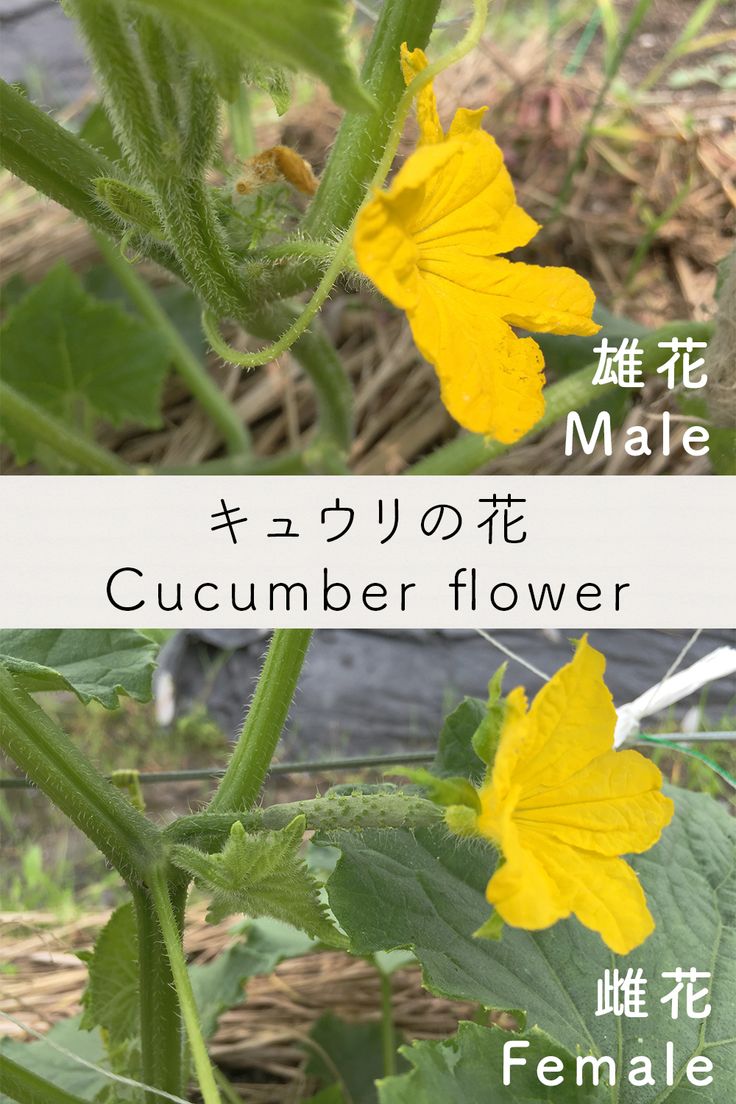 胡瓜 きゅうりの雌花・雄花について〜受粉しなくても実ができるって本当？〜 - アタマの中は花畑
