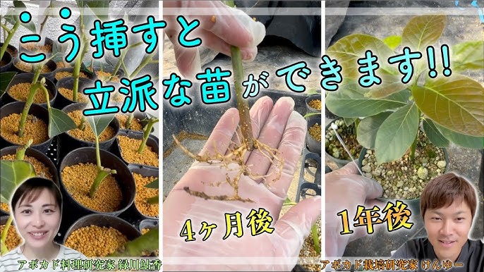 アボカドの挿し木に挑戦！ゆるっと沖縄暮らし