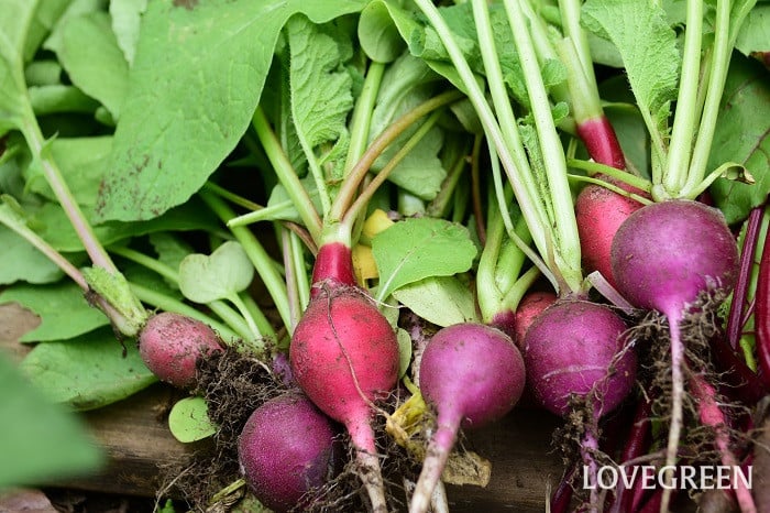 友達の菜園で採れたホースラディッシュ : やせっぽちソプラノのキッチン２