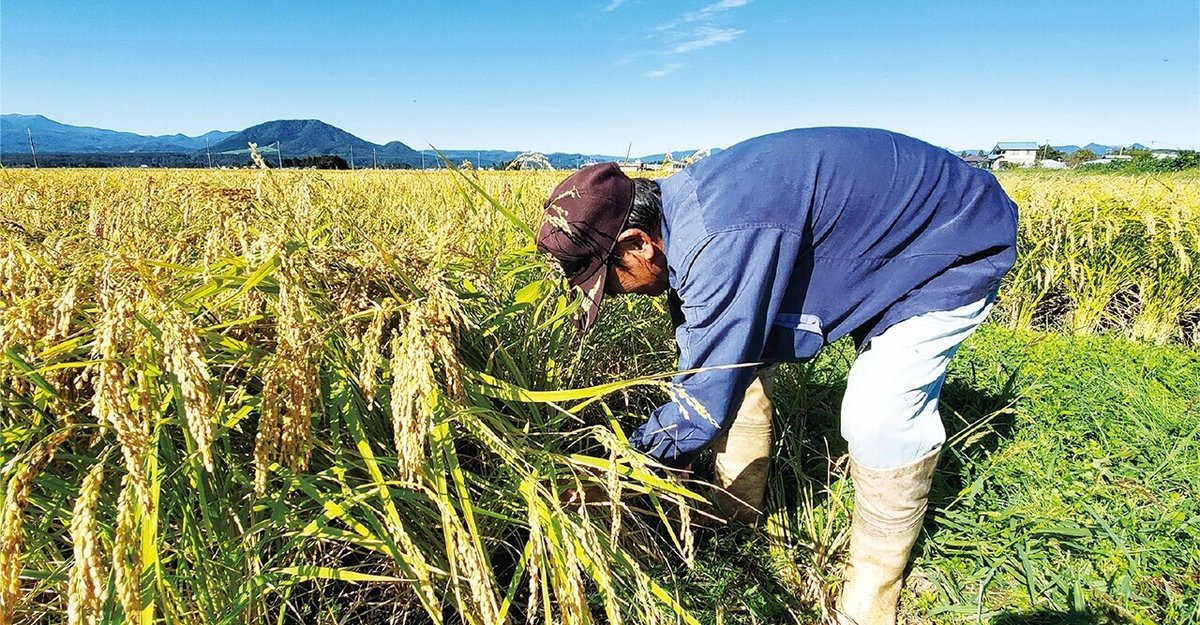 お米get❗️ 地元のOKストアで早い時間に行ったら売ってました。ブランド米ではないですが、5kg 3,280円でgetしました❗️家計にやさしい😃✨田んぼからの便りお米高騰okストア