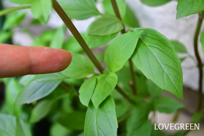 バジル栽培 摘芯 摘心 のタイミングとやり方農家web