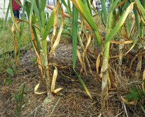 ニンニク周年供給のための収穫後処理マニュアル農研機構