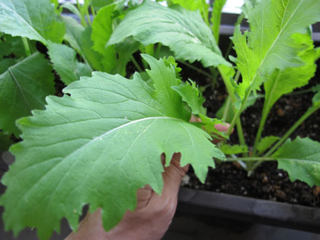 意外と知らない！ ベビーリーフについてからだカルテ