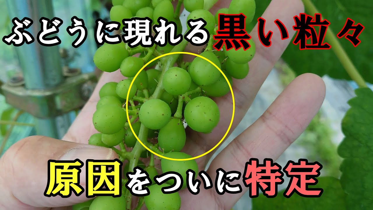 シャインマスカット 第１１５回、〇〇の前に芯喰い虫対策 家庭菜園- YouTube