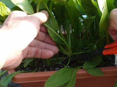 ちぢみほうれん草とは？美味しさの秘密や基本の育て方までご紹介！BOTANICA