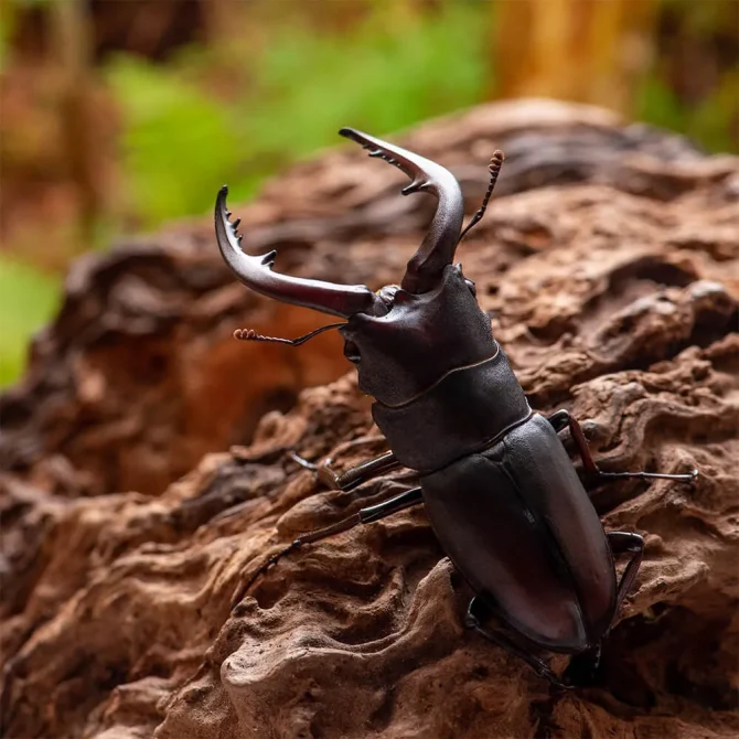 お盆なのでノコギリクワガタ美味しいです野食ハンマープライス