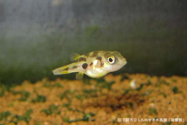 かわいいあの子の裏の顔研究・教育名古屋港水族館ホームページ<公式>