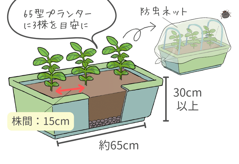 プランターでエダマメ 早生種 を育てる初めて作る家庭菜園