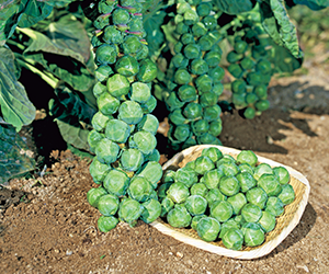 はじめての西洋野菜の手帖メディアパル