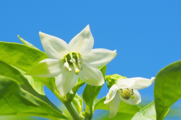 ピーマンの花言葉」が荒唐無稽すぎて思わず辛辣なツッコミが出てしまう件「やはり花言葉は意味不明」 - Togetter