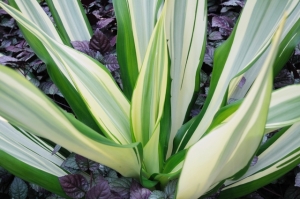 キャットテール アカリファベニヒモノキ育て方観葉植物 Dictionaryブルーミングスケープ