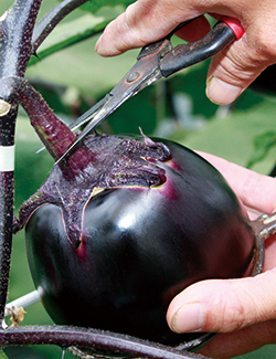 一度味わえばトロトロ食感のトリコ！ 白ナス・収穫編 脱枯れ専のベランダ畑 マイナビ農業