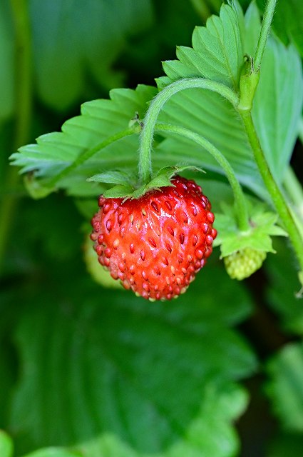 苺 バラ科 果実 果物の写真素材 - PIXTA