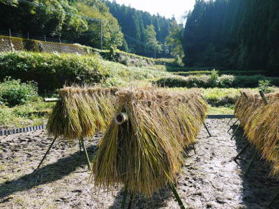 稲刈り後の田んぼにたたずむ“農民藝術”マイナビ農業