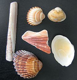 一枚貝は巻貝 - 飛ヶ市博物誌