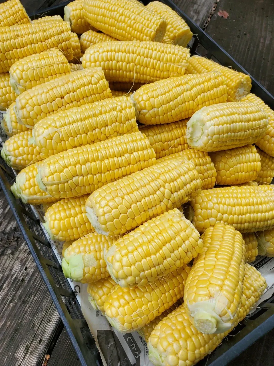 とうもろこしの皮むき 1年- 1年 - 学校ブログ - 三鷹中央学園 三鷹市立第七小学校