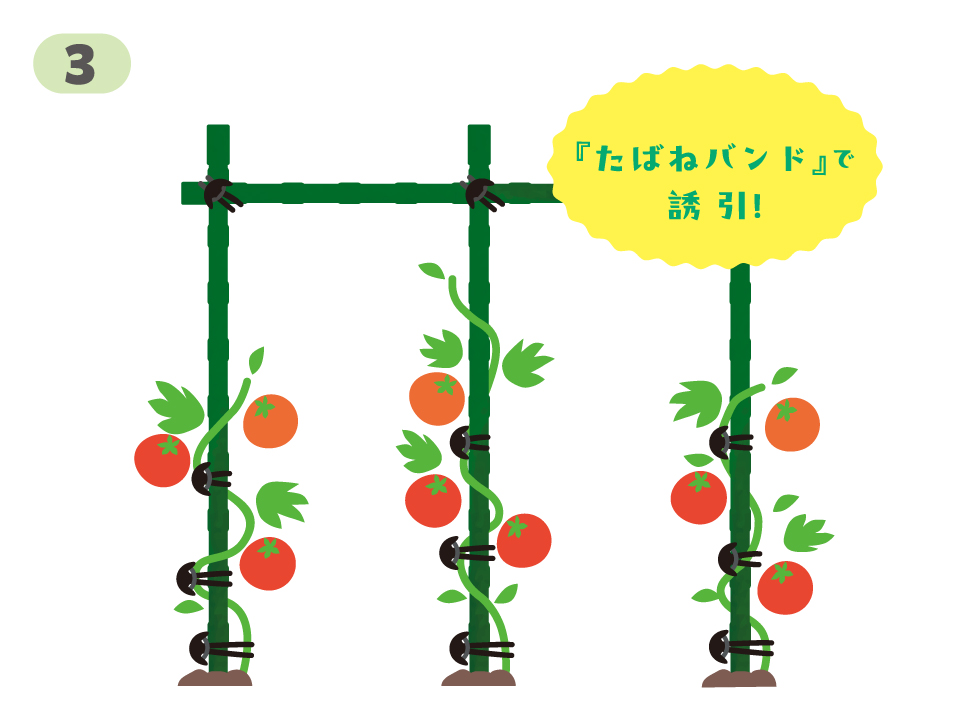 イラスト解説 支柱の立て方輪ゴムを使ってお手軽時短！家庭菜園でトマトやナスを育てるNEWS & TOPICSオーバンド - O'Band