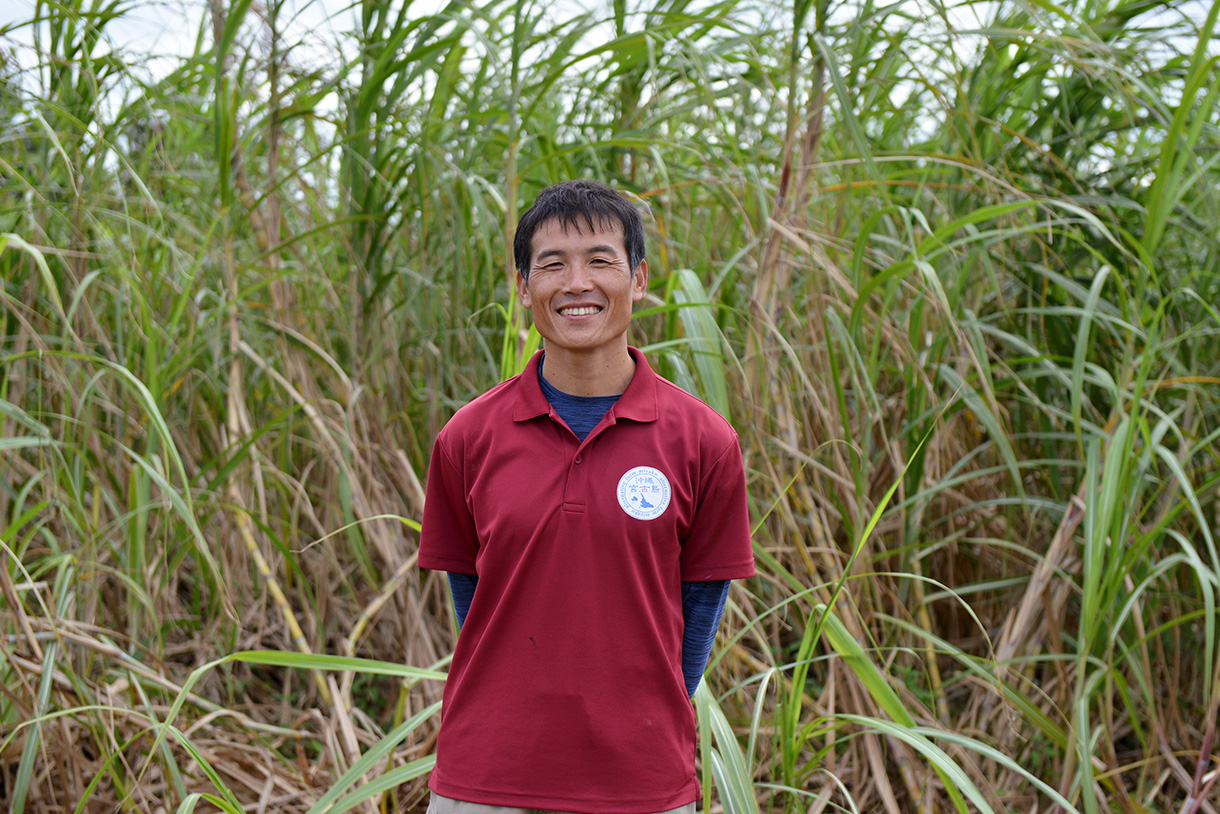サトウキビ畑 ６月 石垣島 沖縄県 25778016322 の写真・イラスト素材アマナイメージズ
