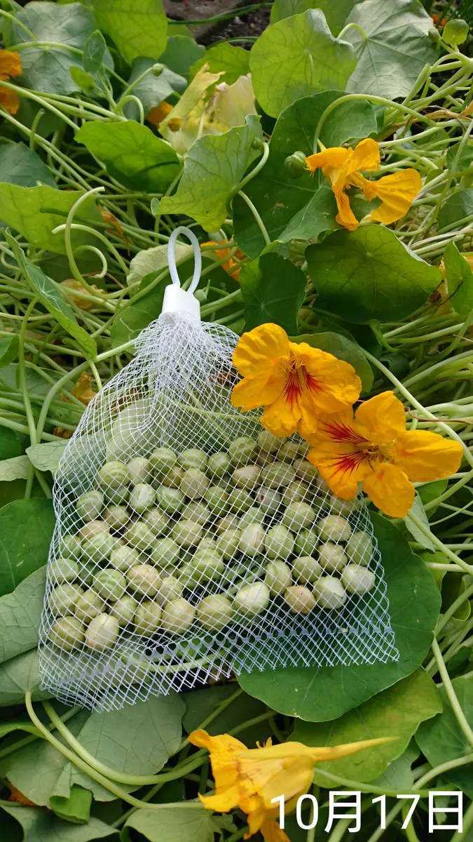 ナスタチウム キンレンカ の育て方・栽培方法植物図鑑みんなの趣味の園芸 NHK出版